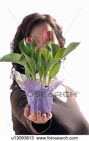 Young girl w/Flower, Regina, Saskatchewan View Large Photo Image Stock Image - Young girl w/Flower, Regina, Saskatchewan. Fotosearch