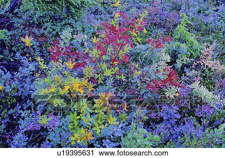 Stock Image - Autumn foliage, including blueberry bushes and kinnikinnik. Fotosearch