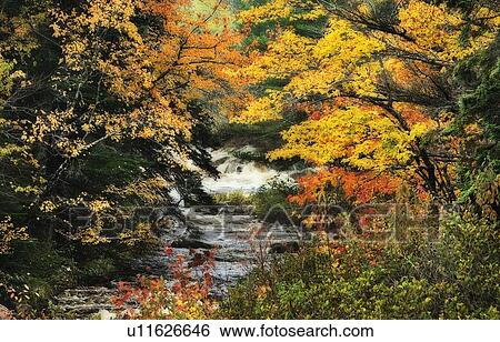 Stock Photograph - Autumn leaves and small stream. Cape Breton Highlands National Park.. Fotosearch