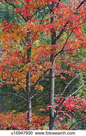 Stock Image - Autumn sugar maple trees. Algonquin Provincial Park, Ontario. Canada.. Fotosearch