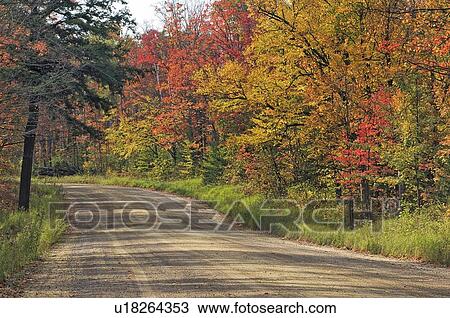 Stock Image - Autumn sugar maple trees. Algonquin Provincial Park, Ontario. Canada.. Fotosearch