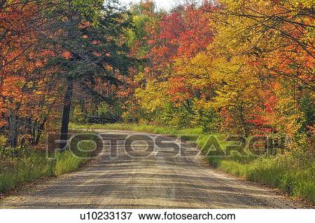 Autumn sugar maple trees. Algonquin Provincial Park, Ontario. Canada. View Large Photo Image Stock Photo - Autumn sugar maple trees. Algonquin Provincial Park, Ontario. Canada.. Fotosearch