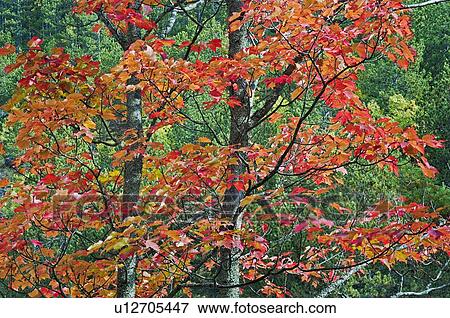 Stock Photo - Autumn sugar maple trees. Algonquin Provincial Park, Ontario. Canada.. Fotosearch