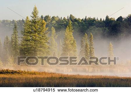Stock Photography - balsam fir, Algonquin Park, Autumn, Algonquin Provincial Park, Algonquin Pp, balsam firs, Algonquin. Fotosearch
