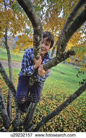 Boy, 6, climbs tree with autumn leaves in background, Whistler, BC View Large Photo Image Stock Photo - Boy, 6, climbs tree with autumn leaves in background, Whistler, BC. Fotosearch