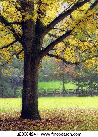 Stock Photo - City park in Geraardsbergen, Belgium. Fotosearch