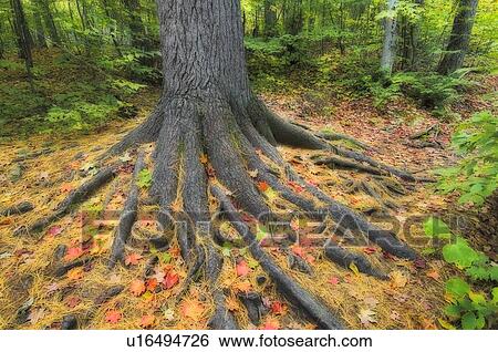 Stock Photograph - Easter white pine tree trunk surrounded by autumn sugar maple leaves. Algonquin Provincial Park, Ontario. Canada.. Fotosearch