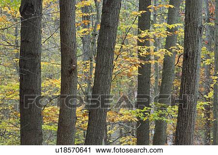 Stock Image - Fall colours in forest along Twelve Mile Creek - Pelham, Ontario, Canada. Fotosearch