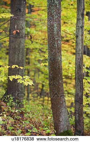 Stock Photo - Fall Colours - Niagara Peninsula near St. Catharines, Ontario, Canada. Fotosearch