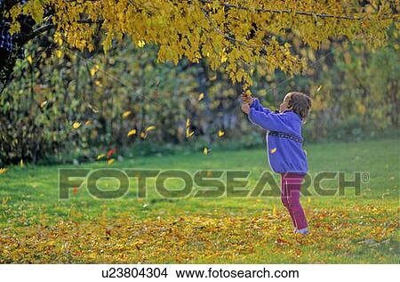 Picture - Girl, 4, shakes leaves from autumn tree, Whistler, BC. Fotosearch