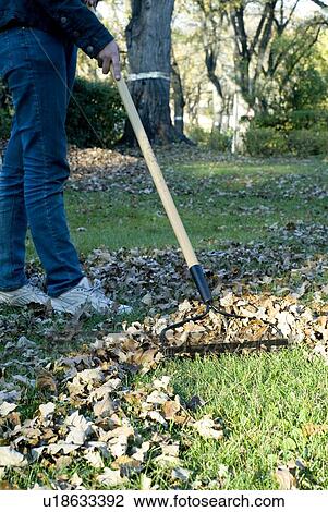Girl raking autumn leaves, Winnipeg, Canada View Large Photo Image Stock Image - Girl raking autumn leaves, Winnipeg, Canada. Fotosearch