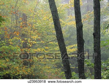 Hardwood Forest in fall colours, Mont Tremblant Provincial Park, Quebec, Canada View Large Photo Image Stock Photo - Hardwood Forest in fall colours, Mont Tremblant Provincial Park, Quebec, Canada. Fotosearch