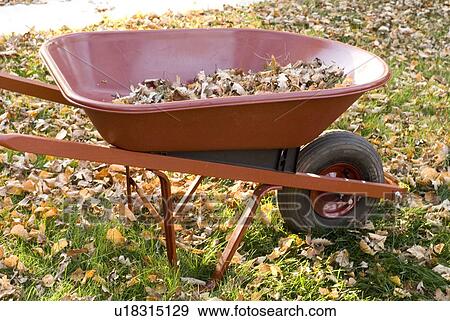Stock Photo - Leaves in a wheelbarrow, Winnipeg, Canada. Fotosearch