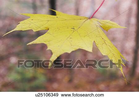Stock Photo - Maple Leaf, Baysville, Ontario.. Fotosearch