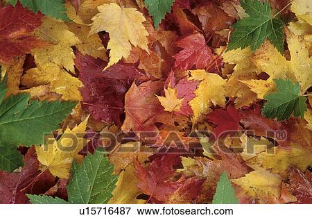 Stock Photo - Maple leaves in red, orange and green, Whistler, BC Canada. Fotosearch