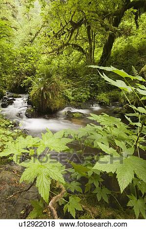 Stock Photo - Munson Creek Falls south of Tillamook, Oregon, USA. Fotosearch