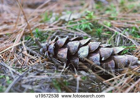 Stock Photo - Pine Cone, Baysville, Ontario.. Fotosearch
