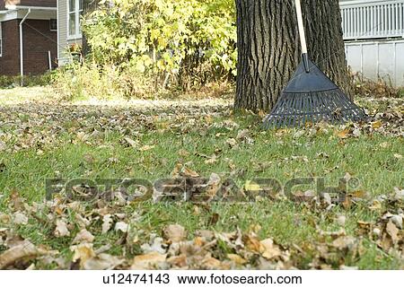 Stock Image - Rake leaning on tree, Winnipeg, Canada. Fotosearch
