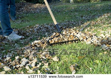 Stock Photo - Raking autumn leaves, Winnipeg, Canada. Fotosearch