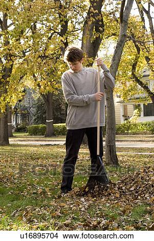 Teen boy raking leaves, Winnipeg, Canada View Large Photo Image Picture - Teen boy raking leaves, Winnipeg, Canada. Fotosearch