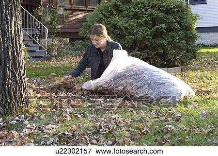 Stock Photo - Teen girl placing autumn leaves in bag for recycling, Winnipeg, Canada. Fotosearch