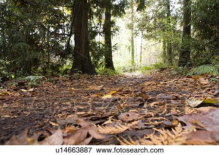 Stock Photo - Trail in fall, Stanley Park, Vancouver, BC. Fotosearch