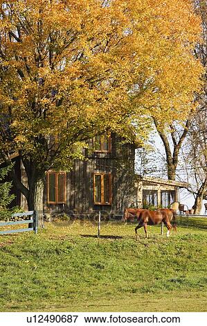View of horse and house in autumn landscape, Eastern Townships, Quebec, Canada View Large Photo Image Stock Photo - View of horse and house in autumn landscape, Eastern Townships, Quebec, Canada. Fotosearch
