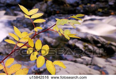 Stock Photograph - Western Mountain Ash alongside a river in the Fall, Sooke Potholes Provincial Park, BC. Fotosearch