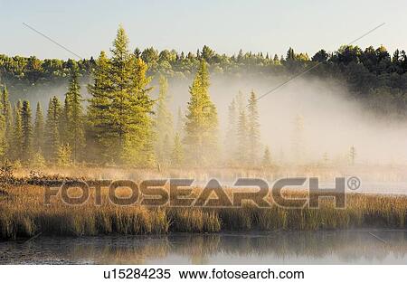 Wetlands at sunrise. Balsam fir, tamarack and Eastern white pine trees. Autumn. Algonquin Provincial Park, Ontario. View Large Photo Image Stock Photography - Wetlands at sunrise. Balsam fir, tamarack and Eastern white pine trees. Autumn. Algonquin Provincial Park, Ontario.. Fotosearch