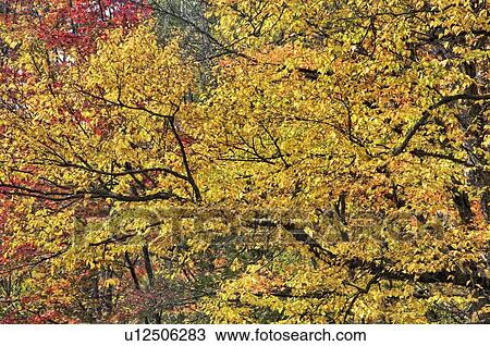 Stock Image - Yellow birch and sugar maples trees in autumn colours. Algonquin Provincial Park, Ontario. Canada.. Fotosearch