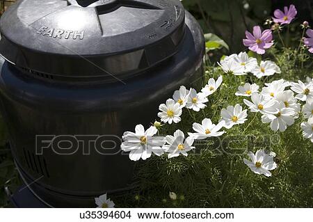 Compost bin in garden, Cypress Street Community Garden, Vancouver, BC View Large Photo Image Picture - Compost bin in garden, Cypress Street Community Garden, Vancouver, BC. Fotosearch