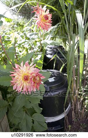 Flowers near compost bin, Cypress Street Community Garden, Vancouver, BC View Large Photo Image Stock Photograph - Flowers near compost bin, Cypress Street Community Garden, Vancouver, BC. Fotosearch