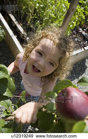 Child (female 2. 5 years) reaches for apple from tree, North Vancouver, BC View Large Photo Image Stock Photo - Child (female 2. 5 years) reaches for apple from tree, North Vancouver, BC. Fotosearch