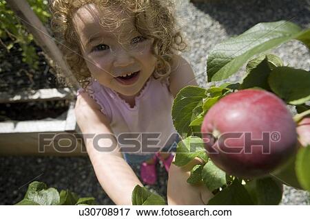 Stock Photo - Child (female 2. 5 years) reaches for apple from tree, North Vancouver, BC. Fotosearch