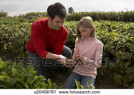 Stock Photo - Father and daughter tending crops in an organic garden, Ladner, British Columbia, Canada. Fotosearch