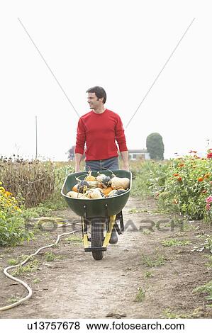 Man with wheelbarrow of organic vegetables, Ladner, British Columbia, Canada View Large Photo Image Stock Photo - Man with wheelbarrow of organic vegetables, Ladner, British Columbia, Canada. Fotosearch
