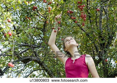 Twelve year old girl looking upward to branches of crabapple tree, Winnipeg, Canada View Large Photo Image Stock Image - Twelve year old girl looking upward to branches of crabapple tree, Winnipeg, Canada. Fotosearch