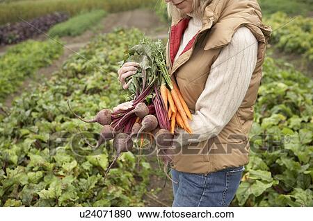 Stock Image - Woman with a bundle of fresh organic vegetables, Ladner, British Columbia, Canada. Fotosearch