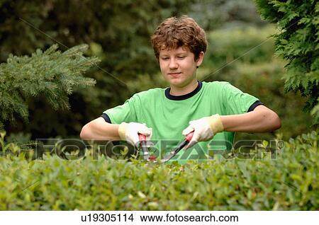 Picture - Boy clipping hedges, Regina, Saskatchewan. Fotosearch