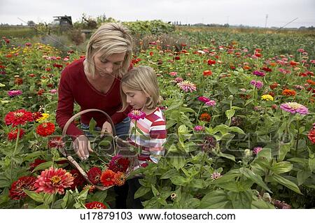Stock Image - Mother and daughter in a field of organic flowers, Ladner, British Columbia, Canada. Fotosearch