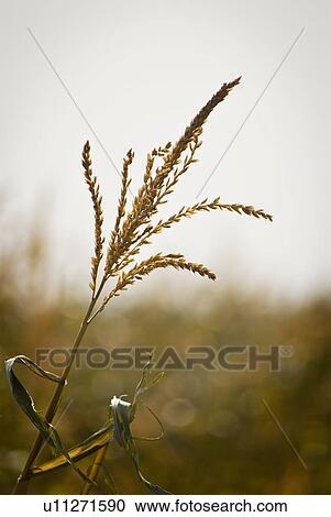 Autumn; close-up of corn plant in a corn maze, just outside Regina, Saskatchewan View Large Photo Image Stock Image - Autumn; close-up of corn plant in a corn maze, just outside Regina, Saskatchewan. Fotosearch