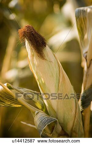 Stock Photo - Autumn; close-up of ear of corn in a corn maze, just outside Regina, Saskatchewan. Fotosearch