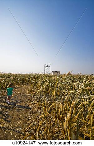 Stock Photo - Autumn in a corn maze, just outside Regina, Saskatchewan. Fotosearch