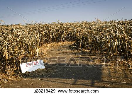 Stock Photo - Autumn in a corn maze, just outside Regina, Saskatchewan. Fotosearch