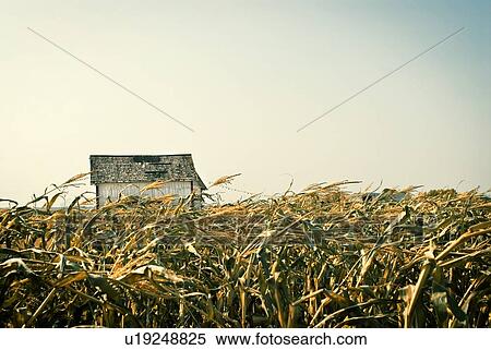 Autumn in a corn maze, just outside Regina, Saskatchewan View Large Photo Image Stock Photography - Autumn in a corn maze, just outside Regina, Saskatchewan. Fotosearch