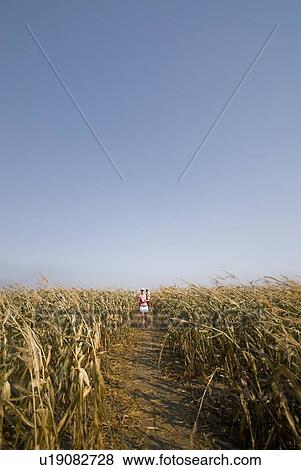 Autumn; path in a corn maze, just outside Regina, Saskatchewan View Large Photo Image Stock Photo - Autumn; path in a corn maze, just outside Regina, Saskatchewan. Fotosearch