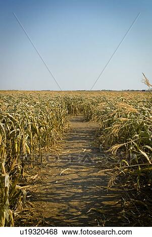 Autumn; path in a corn maze, just outside Regina, Saskatchewan View Large Photo Image Stock Photo - Autumn; path in a corn maze, just outside Regina, Saskatchewan. Fotosearch