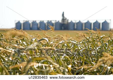 Stock Image - Autumn; rows of steel bins beside corn maze, just outside Regina, Saskatchewan. Fotosearch