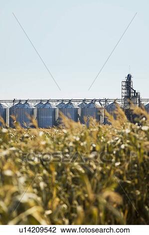 Autumn, steel bins beside a corn maze, just outside Regina, Saskatchewan View Large Photo Image Stock Image - Autumn, steel bins beside a corn maze, just outside Regina, Saskatchewan. Fotosearch