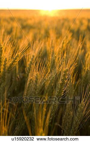 Stock Image - Close-up of wheat at sunset, Saskatachewan, Canada. Fotosearch